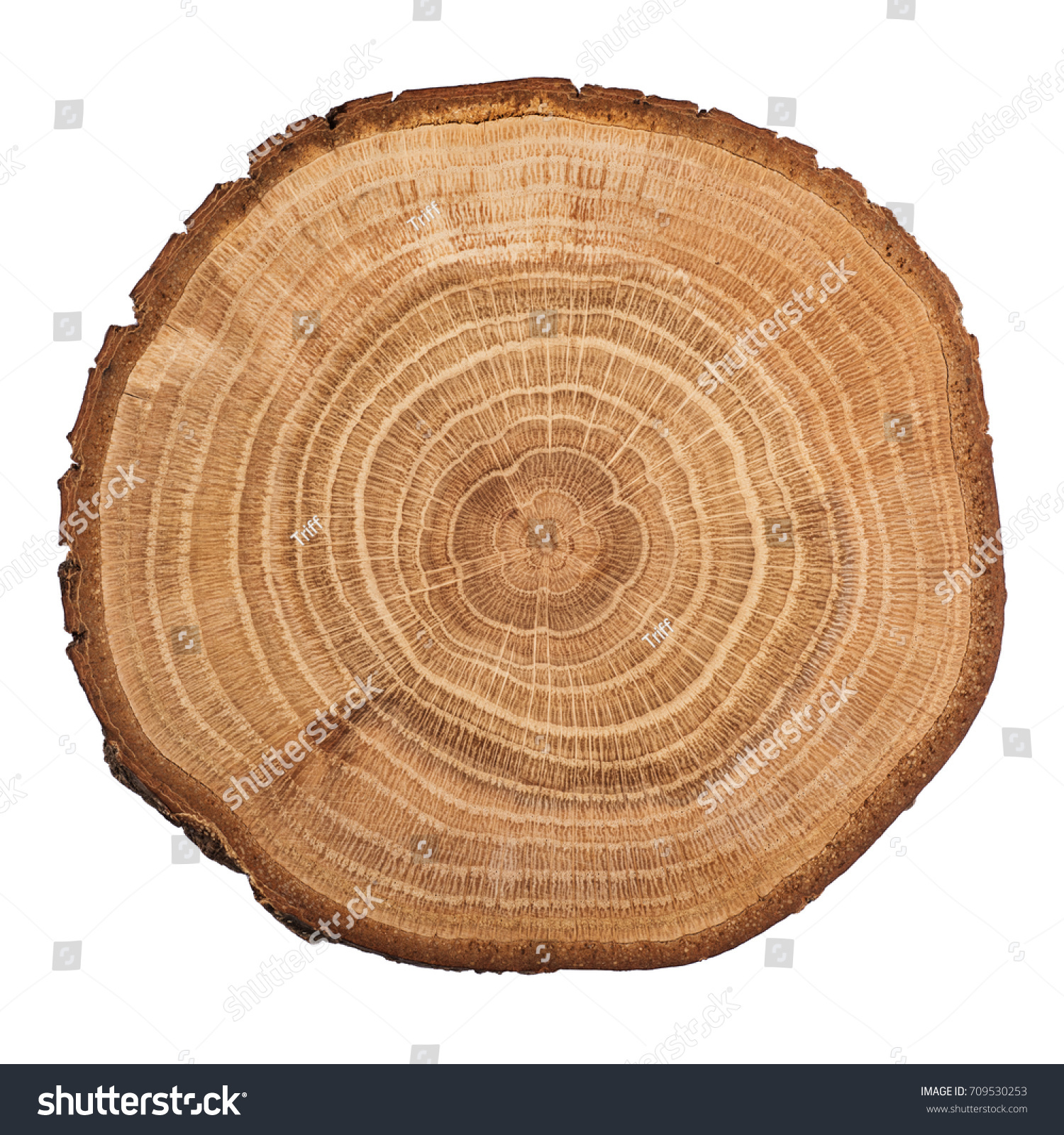 A log to make sticks from